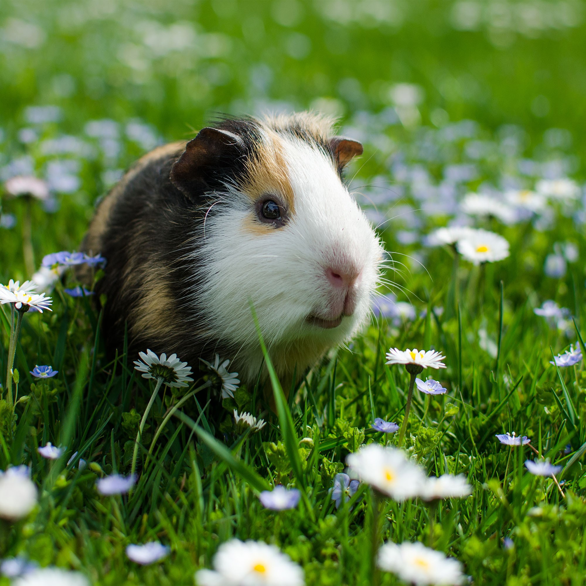 Guinea Pigs