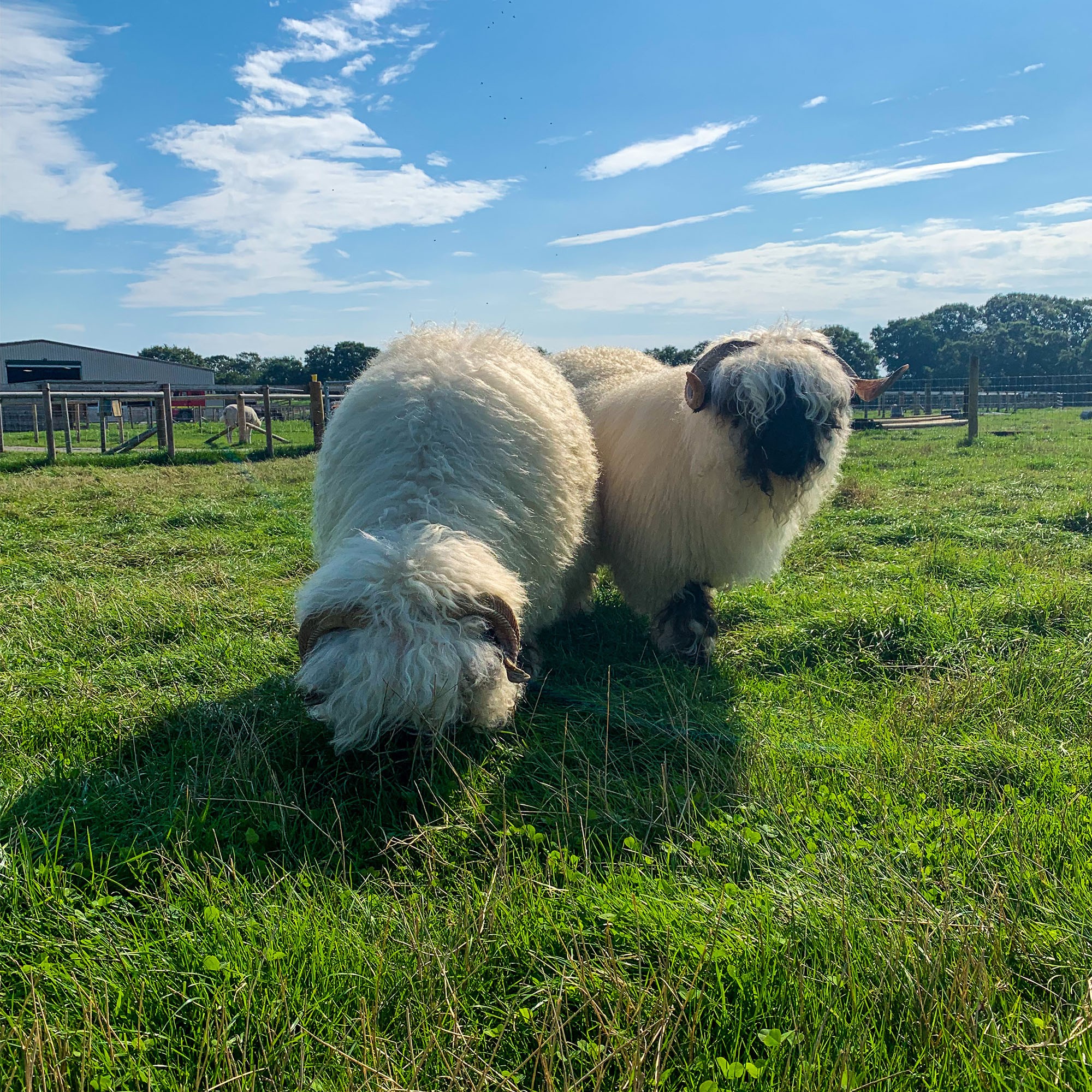 Valais Blacknose Sheep