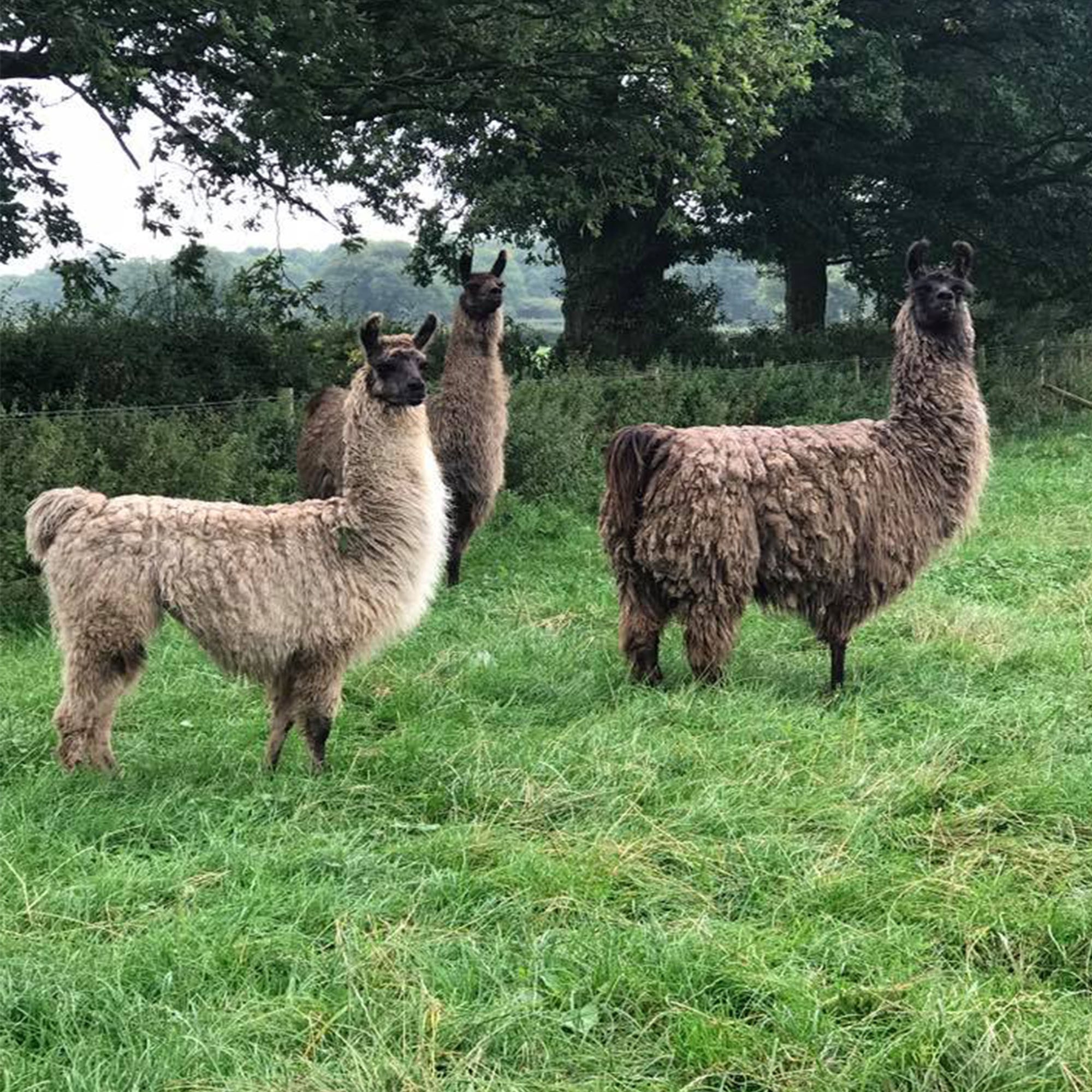 Llamas