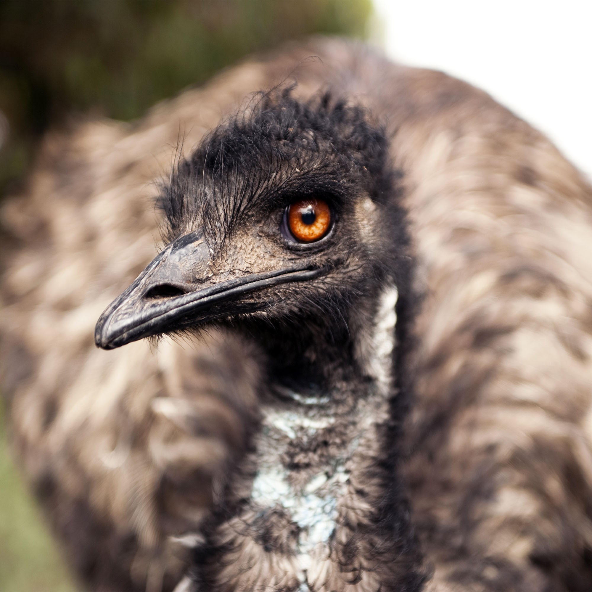 Emus