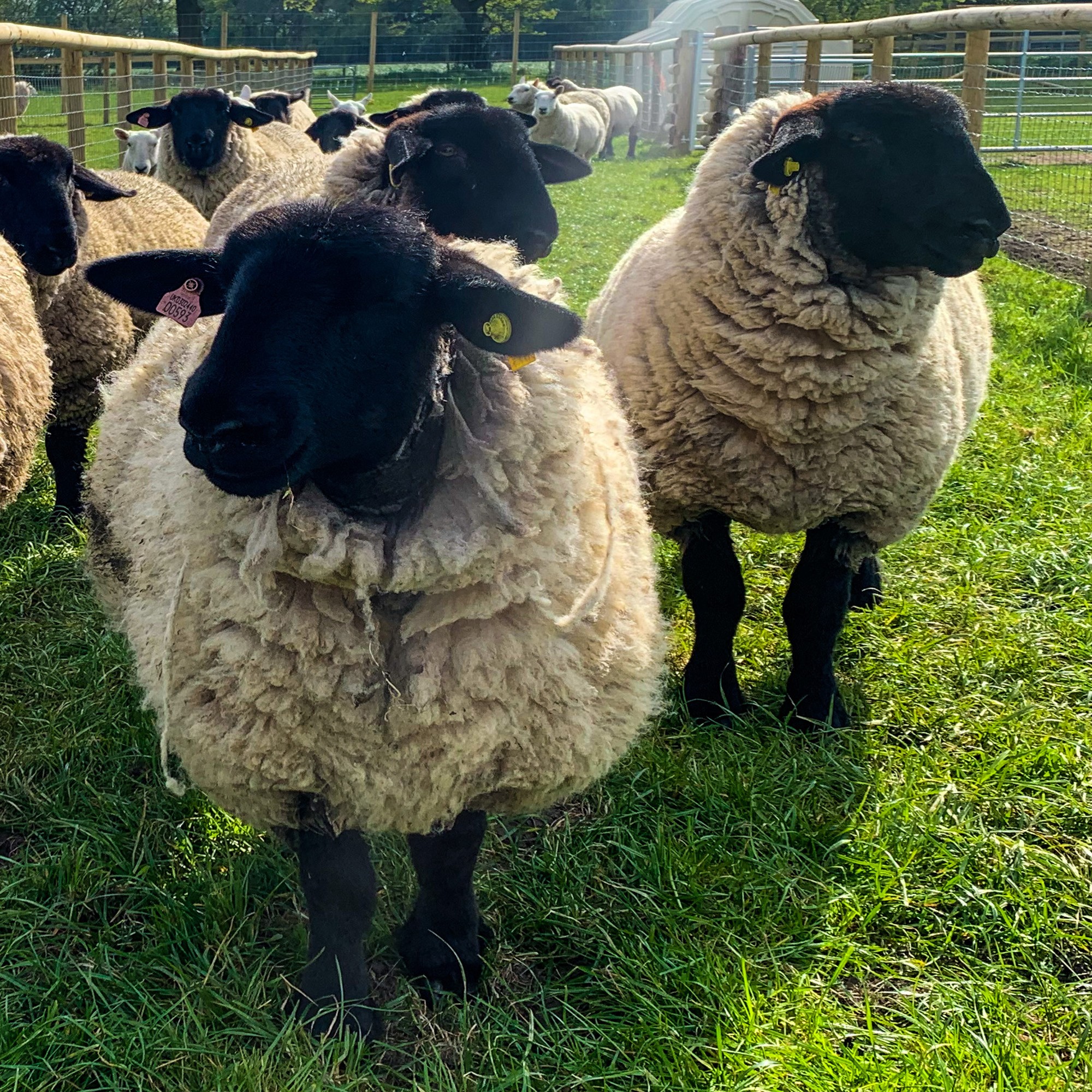 Pedigree Suffolk Sheep