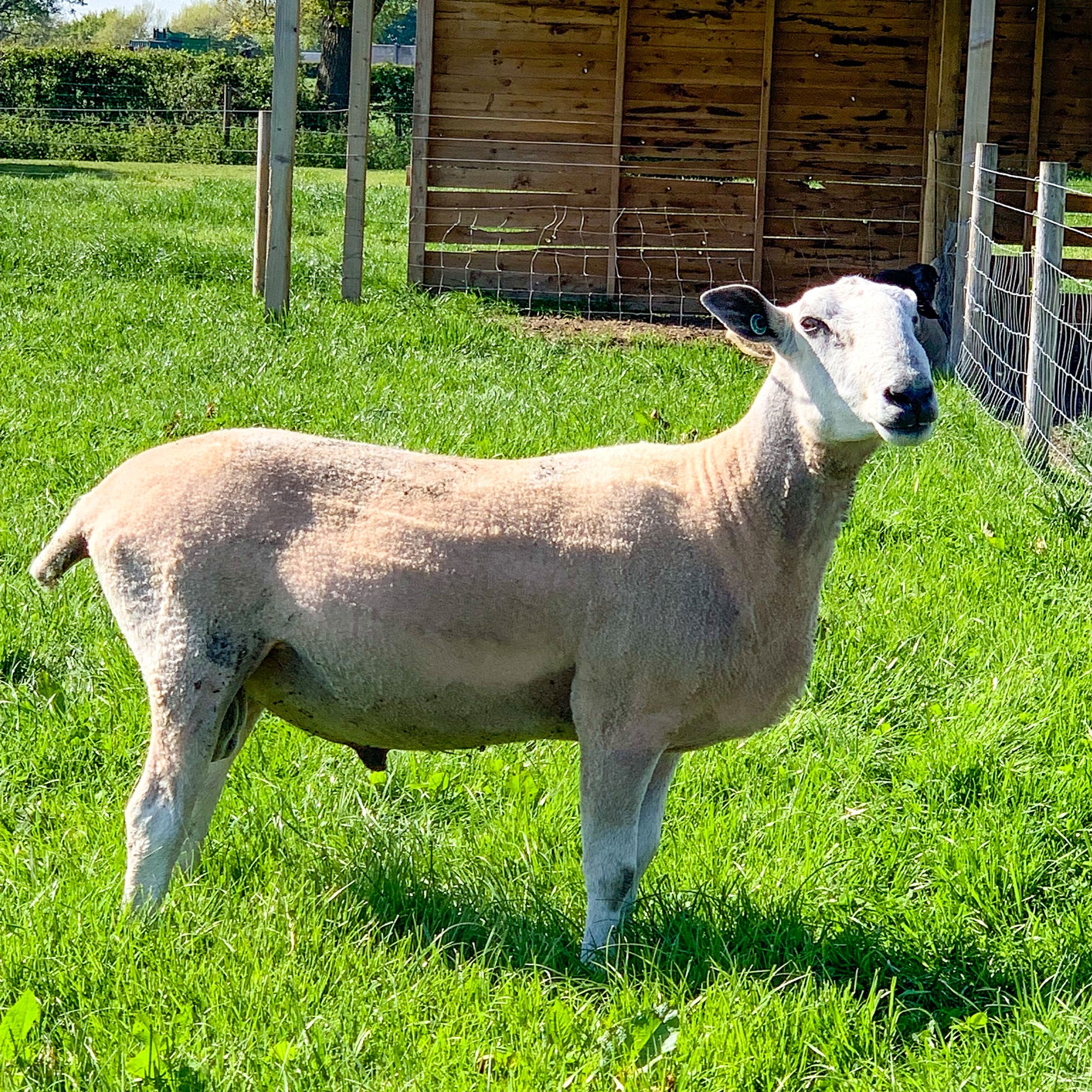 Blue Faced Leicester Sheep