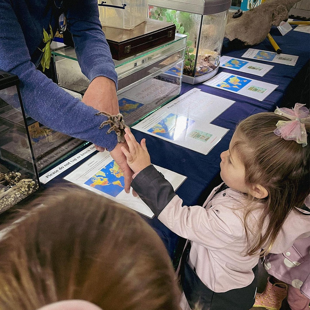 Spider Education