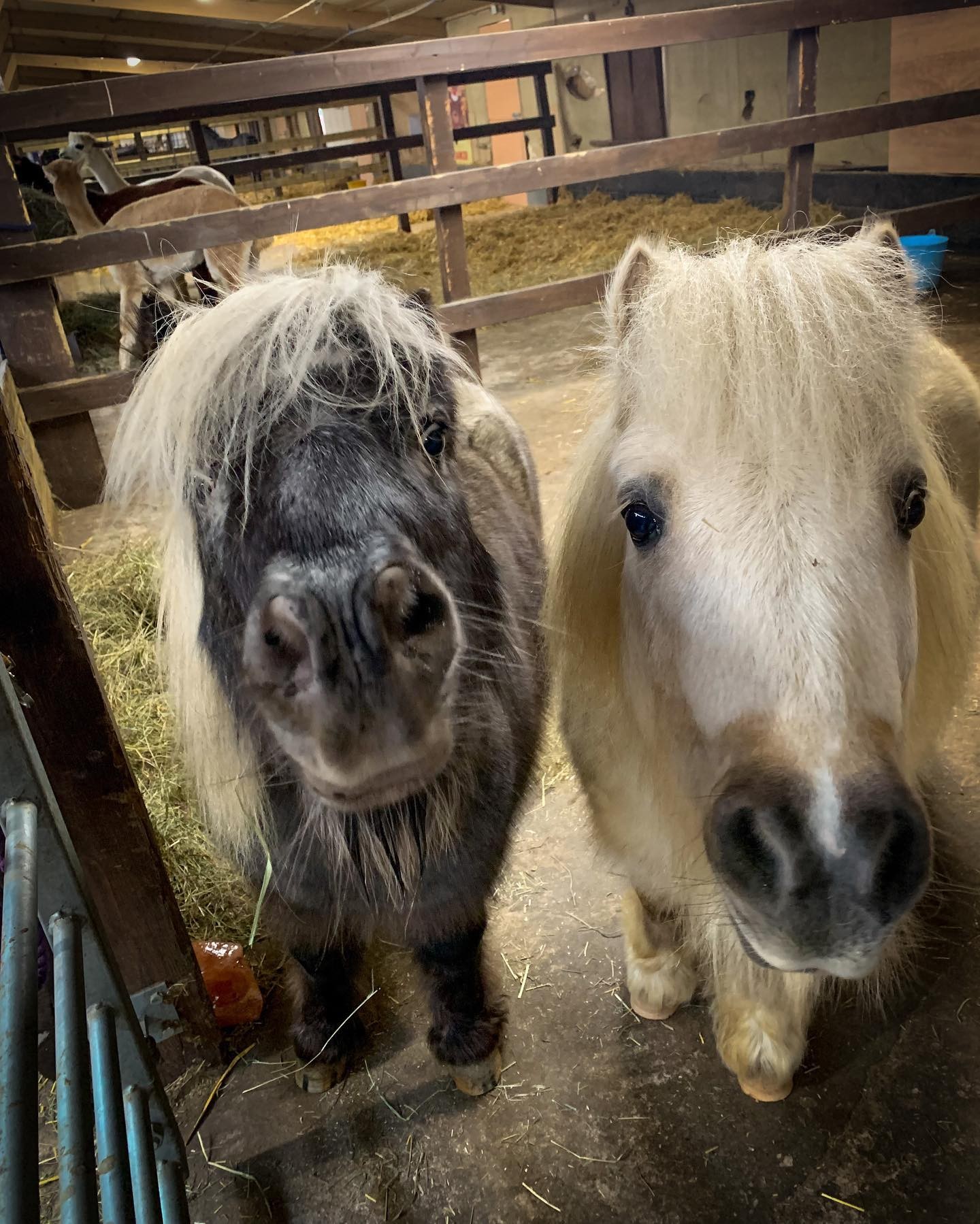 Shetland Ponies