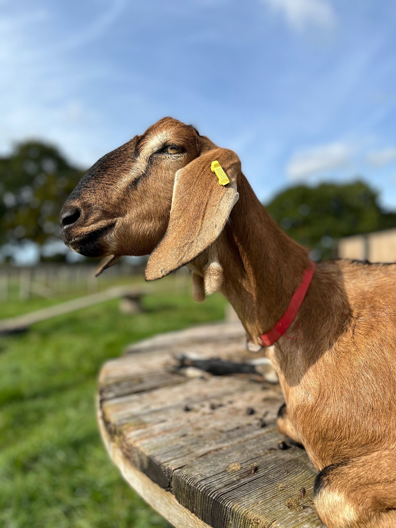 Pablo The Goat - TikTok's Latest Viral Sensation