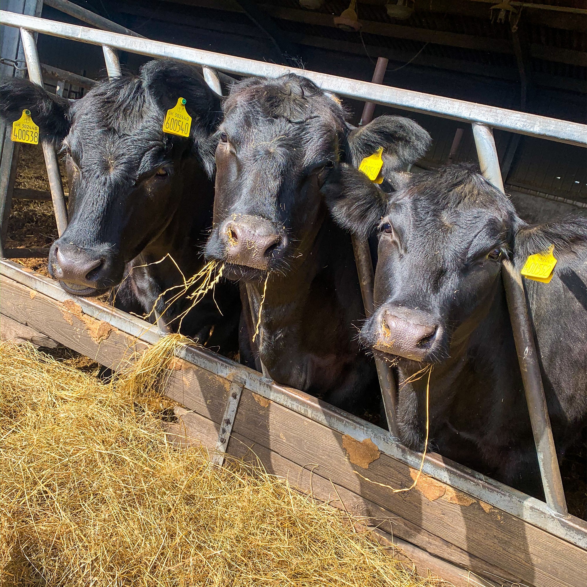 The Cattle Barn