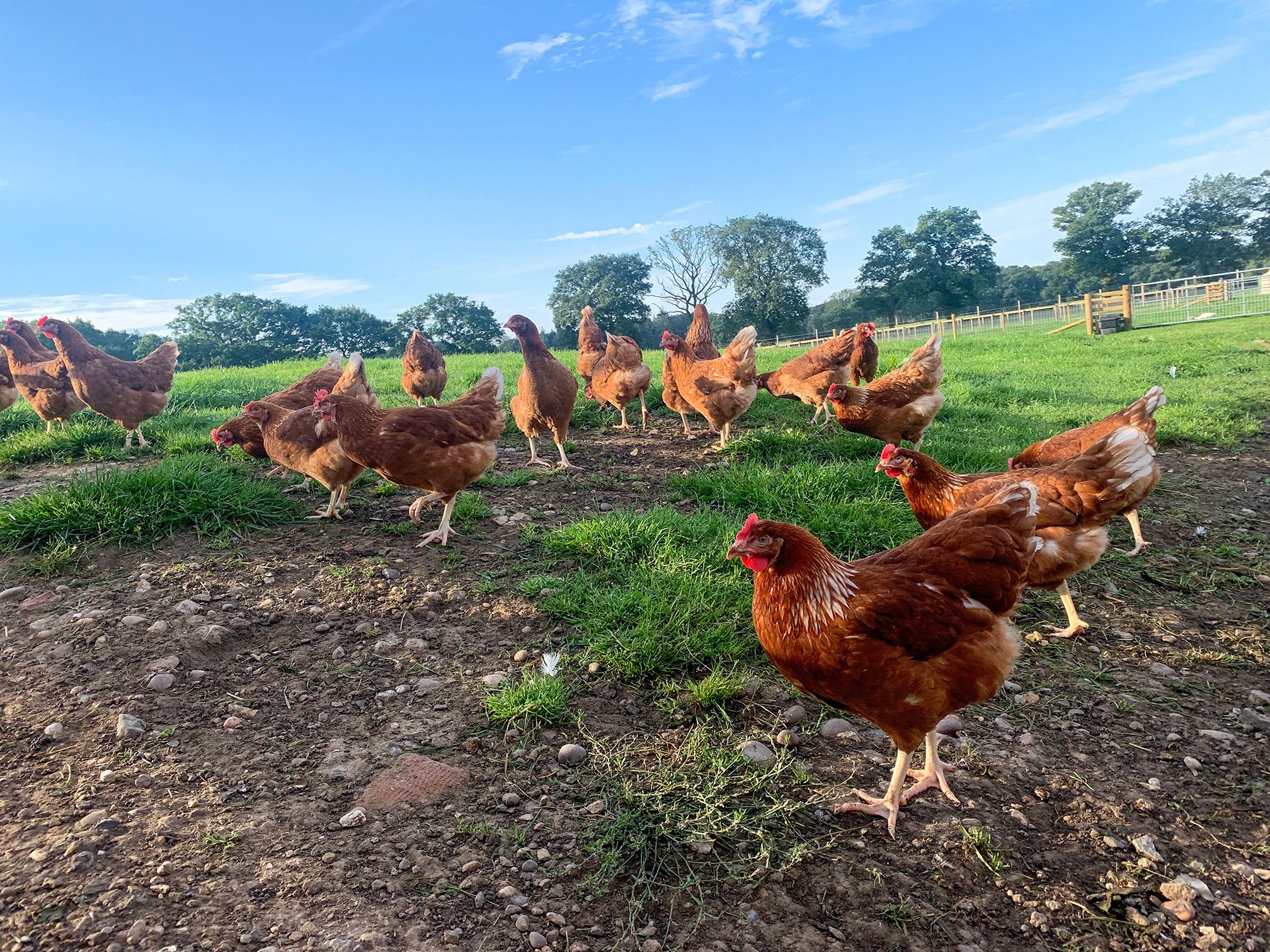 The Free Range Chicken Shed